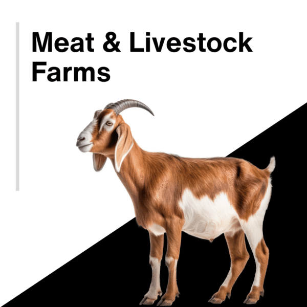 Meat Processing and Livestock Farm Website Development | Commercial Meat Production E-commerce Design